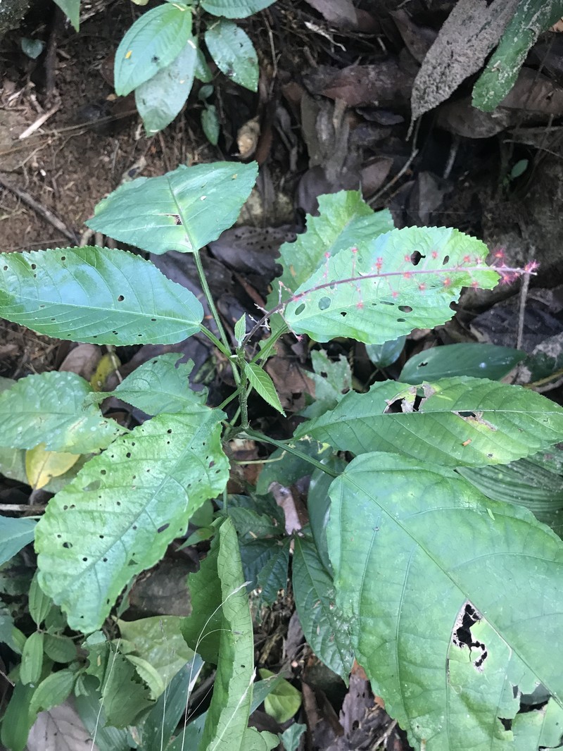 Acalypha costaricensis photo 2