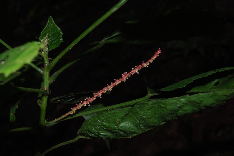 Acalypha costaricensis photo 3