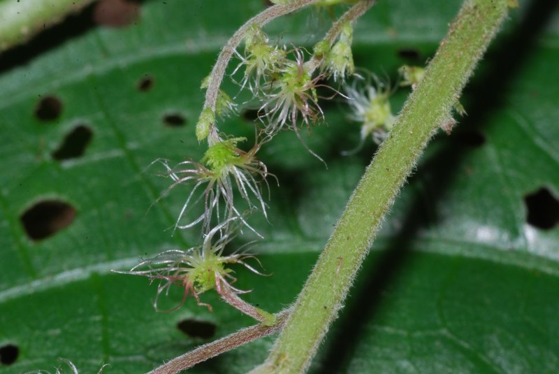 Acalypha costaricensis photo 4