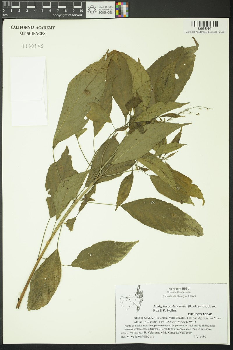 Acalypha costaricensis photo 5