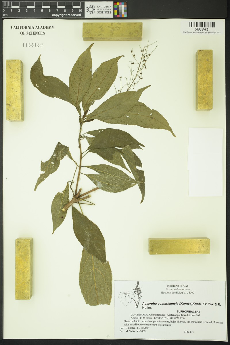 Acalypha costaricensis photo 6