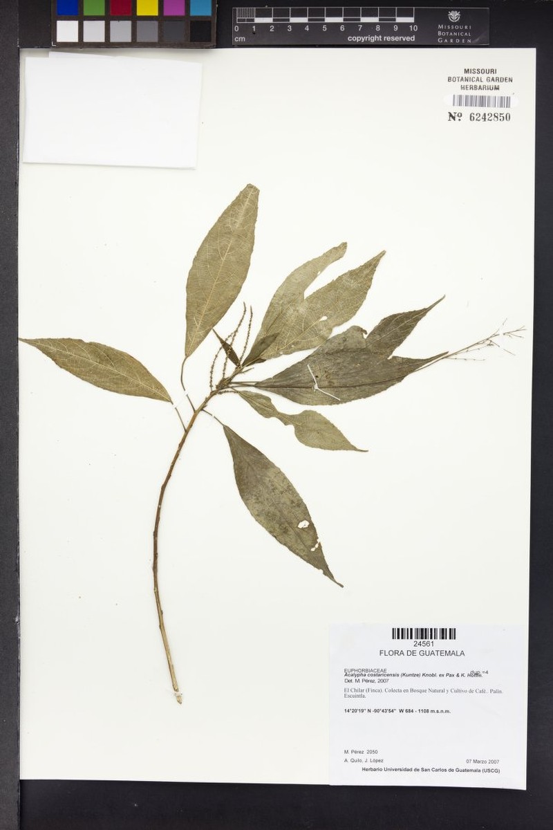 Acalypha costaricensis photo 7