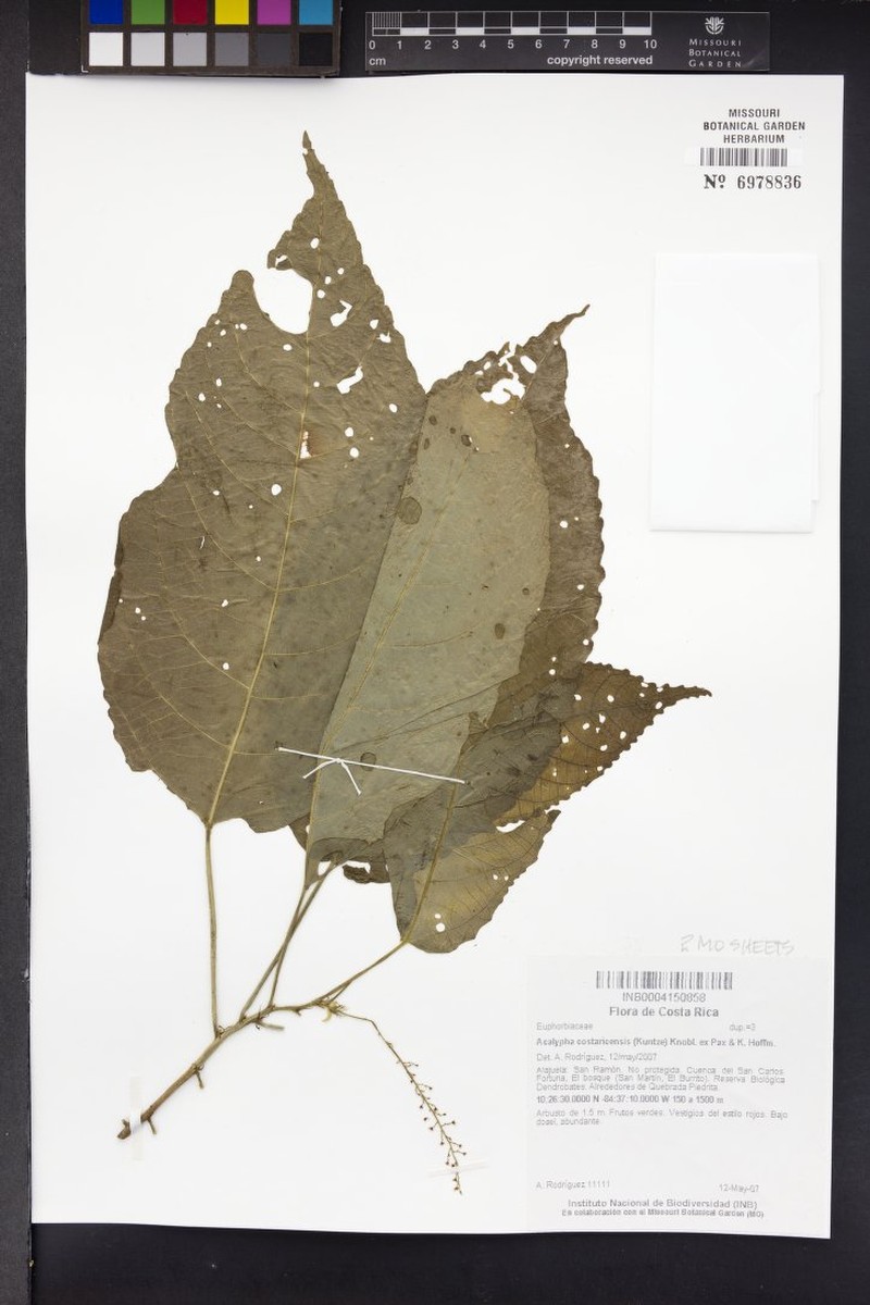 Acalypha costaricensis photo 8