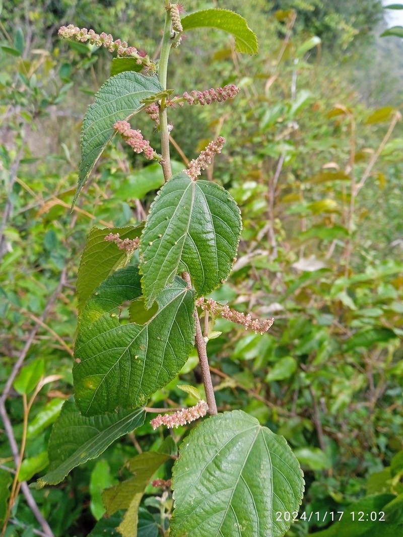 Acalypha crenata