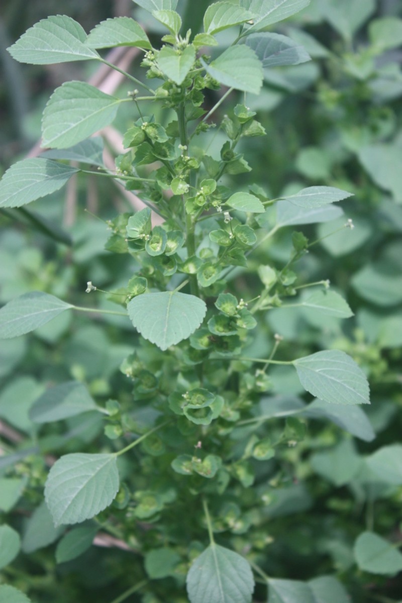 Acalypha crenata photo 3