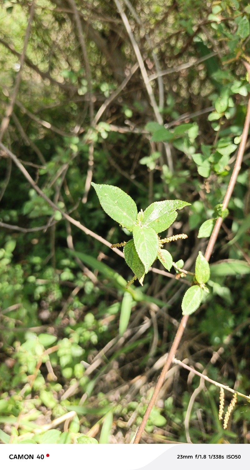 Acalypha crenata photo 4