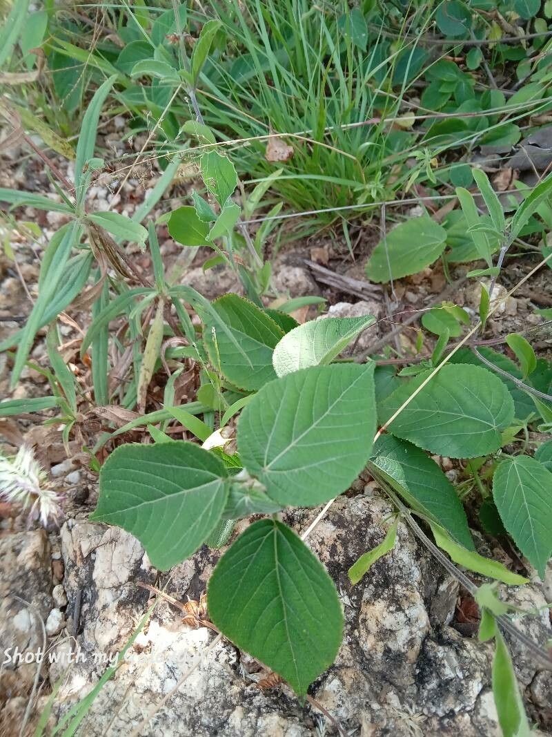 Acalypha crenata photo 5