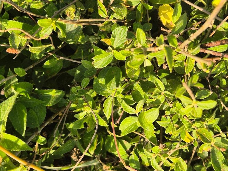 Acalypha crenata photo 8
