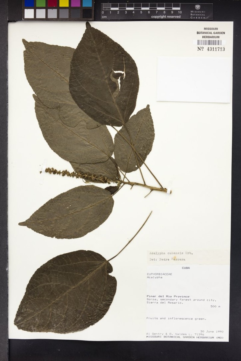 Acalypha cubensis