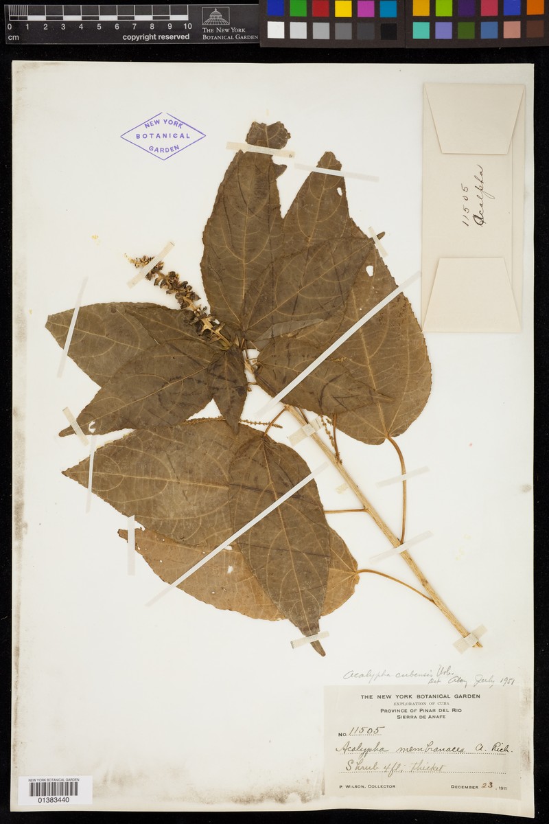 Acalypha cubensis photo 2