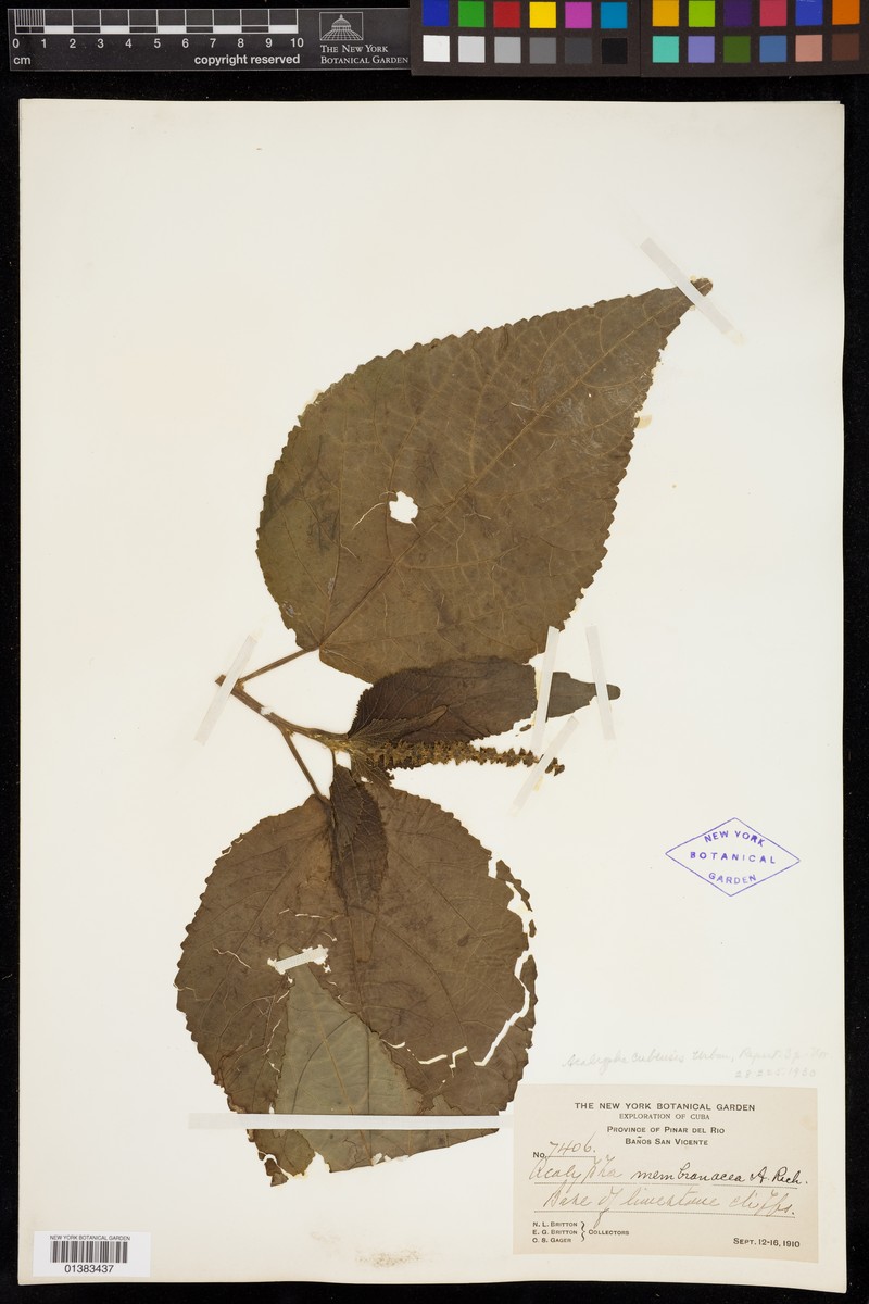 Acalypha cubensis photo 4