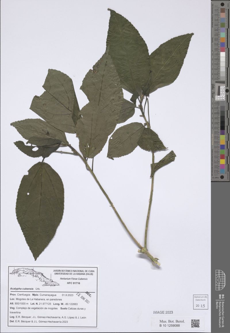 Acalypha cubensis photo 5