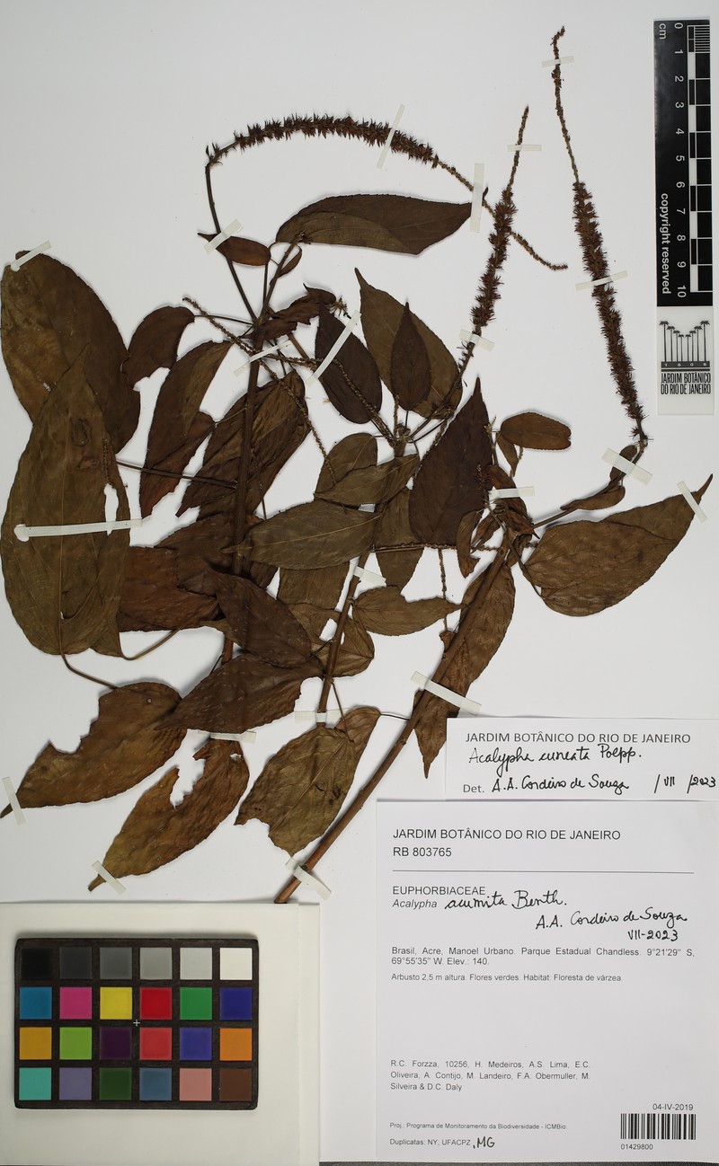 Acalypha cuneata
