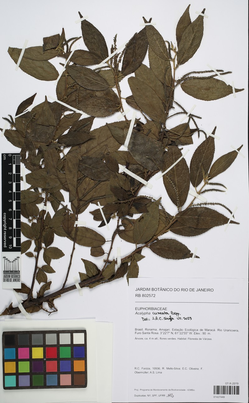 Acalypha cuneata photo 2