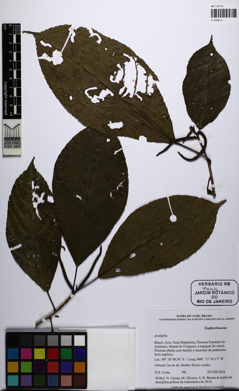 Acalypha cuneata photo 3