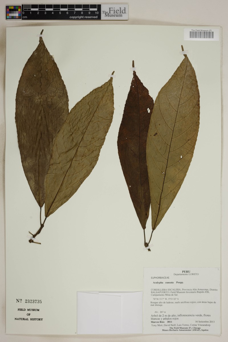 Acalypha cuneata photo 4
