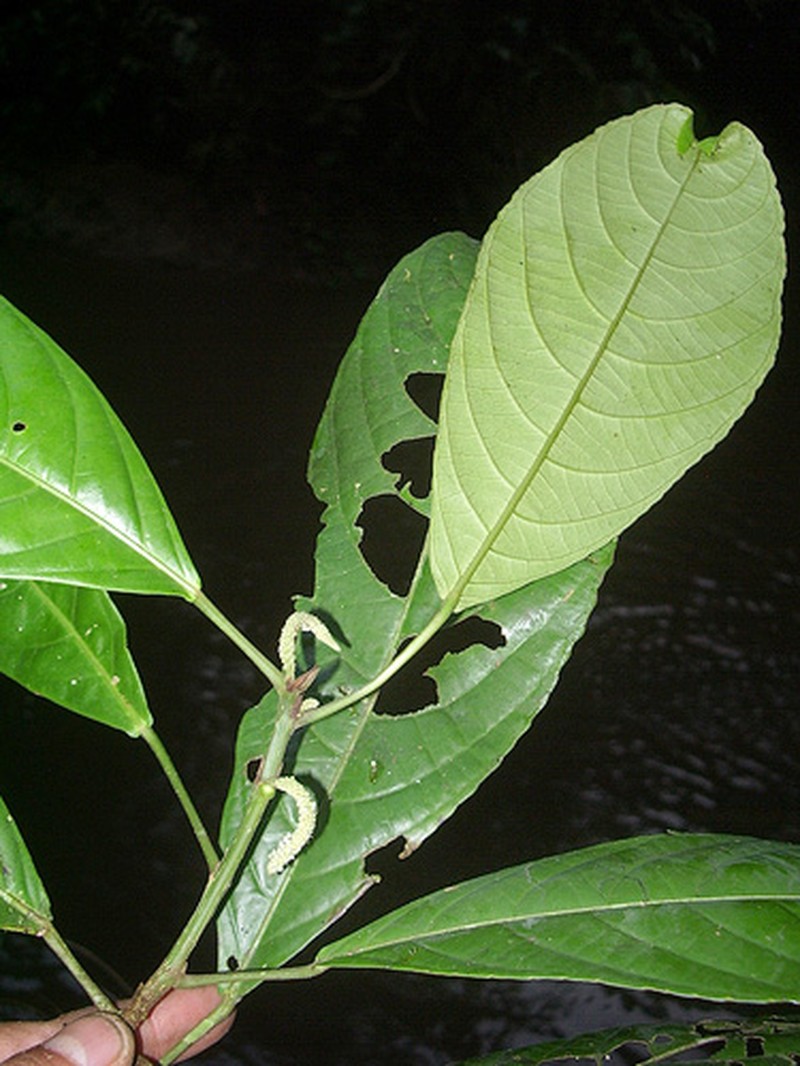 Acalypha cuneata photo 5