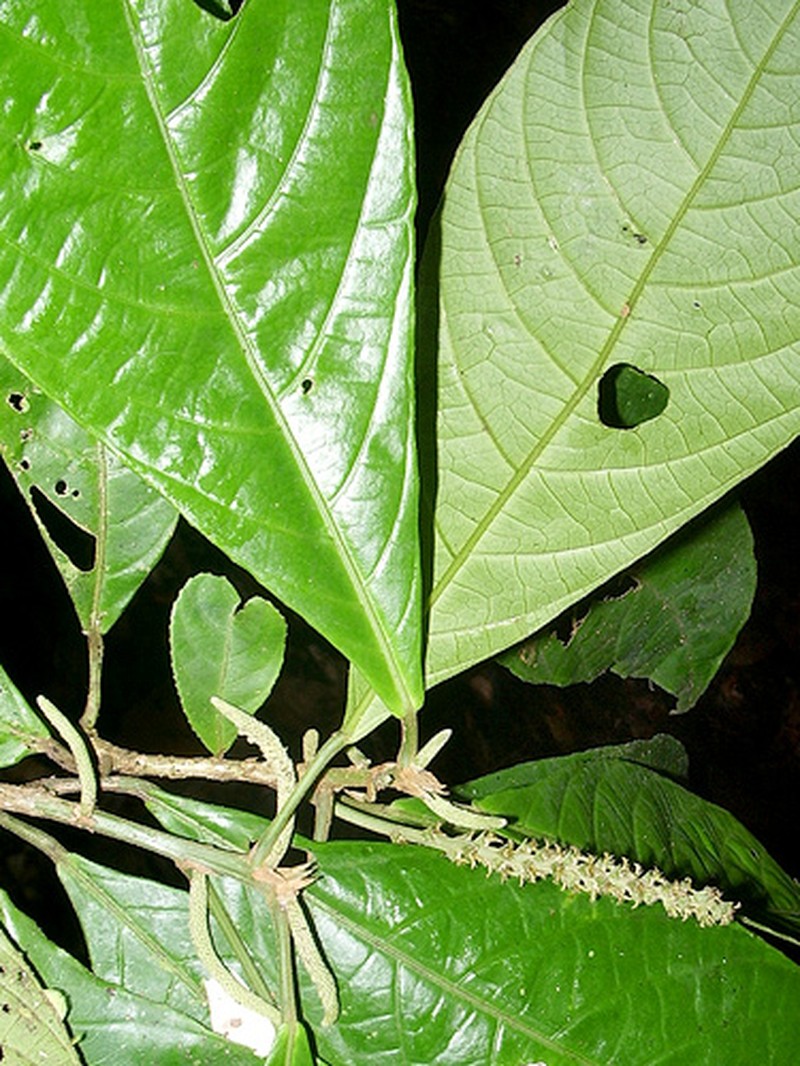 Acalypha cuneata photo 6