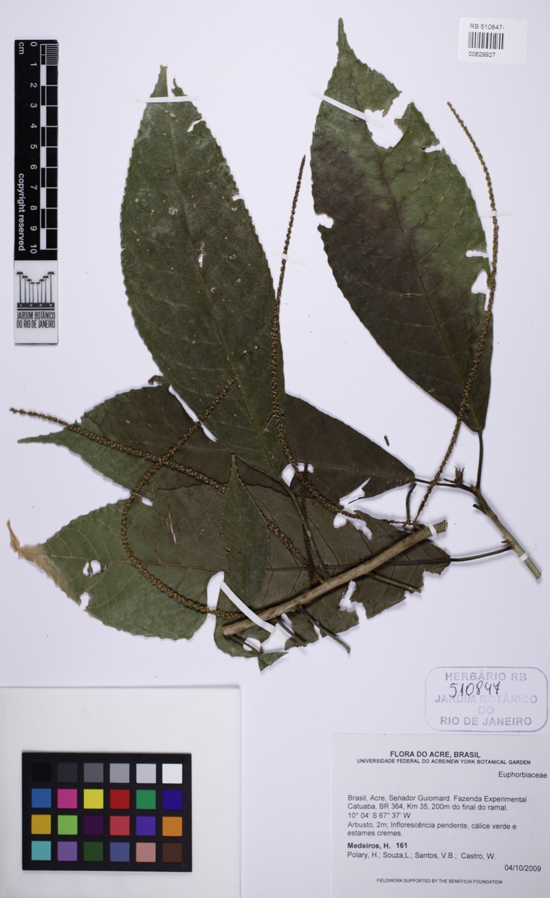 Acalypha cuneata photo 7