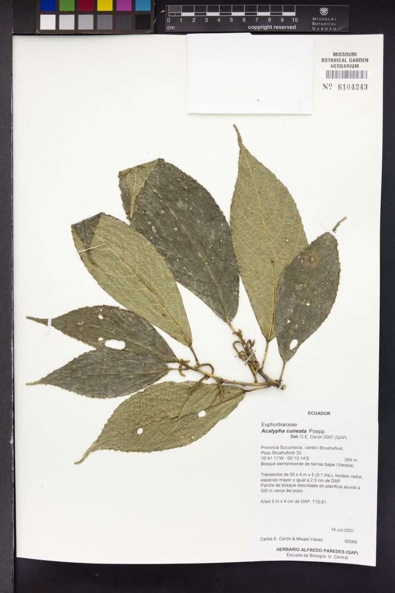 Acalypha cuneata photo 8