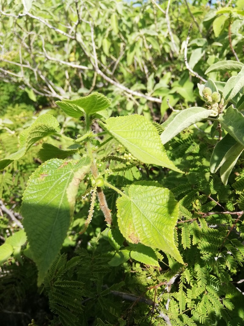 Acalypha cuspidata