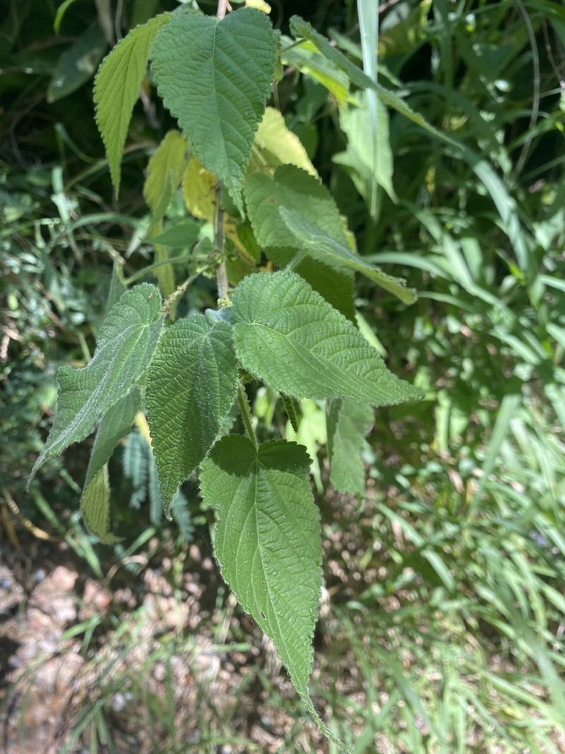 Acalypha cuspidata photo 2