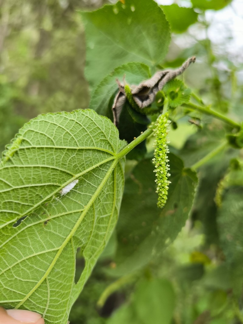 Acalypha cuspidata photo 3