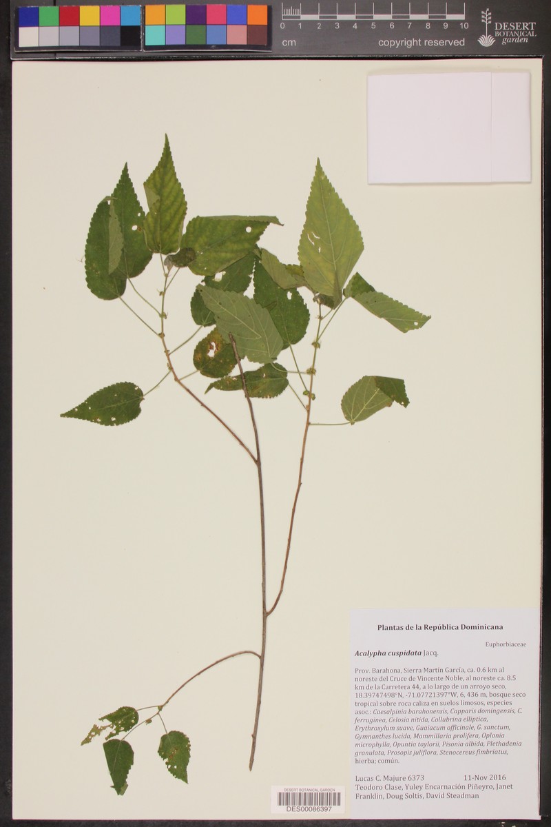 Acalypha cuspidata photo 4