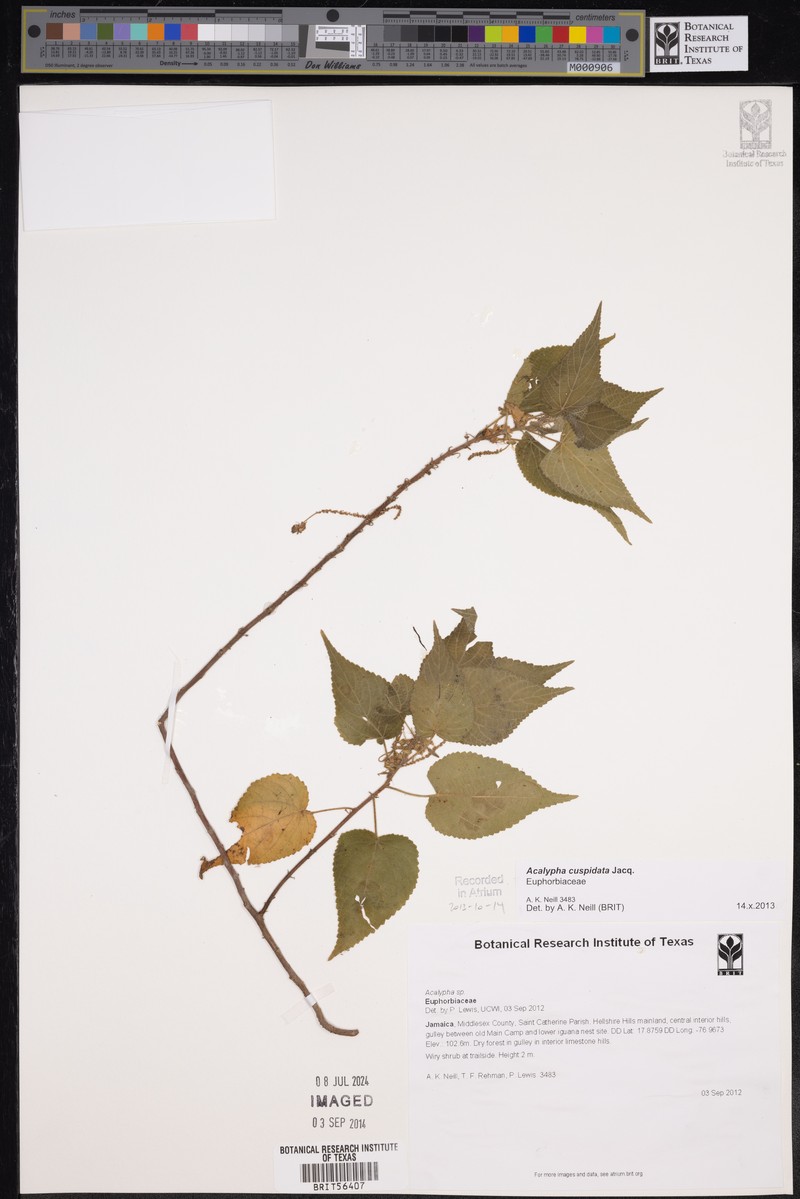 Acalypha cuspidata photo 5