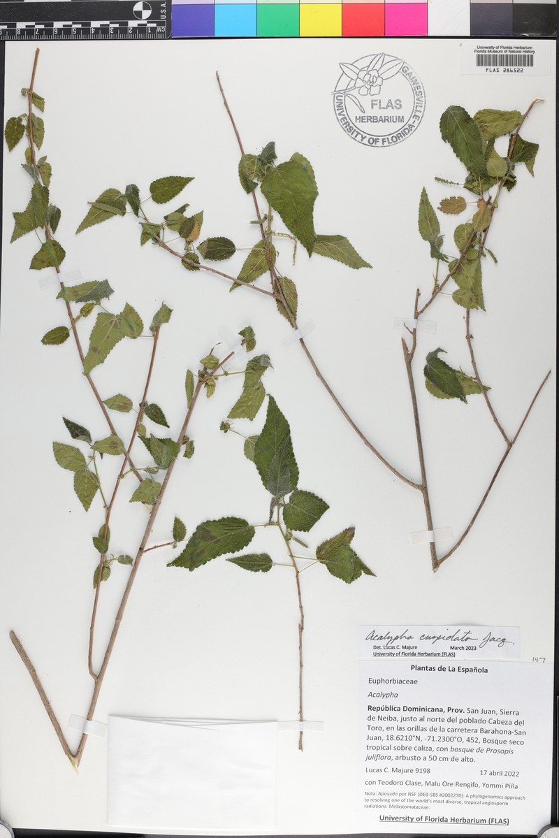 Acalypha cuspidata photo 6