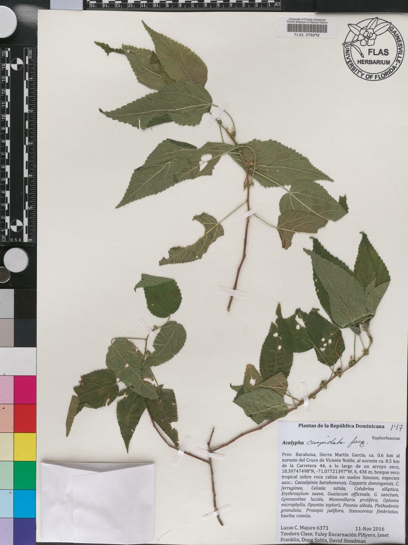 Acalypha cuspidata photo 7
