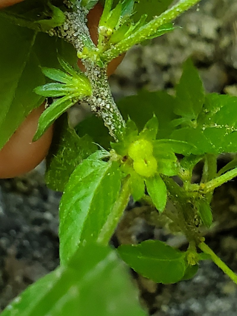 Deam's Threeseed Mercury photo 6