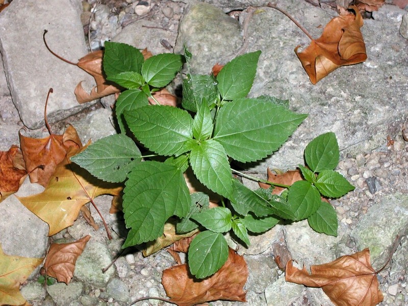 Deam's Threeseed Mercury photo 7