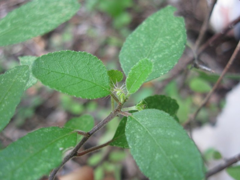 Acalypha decaryana