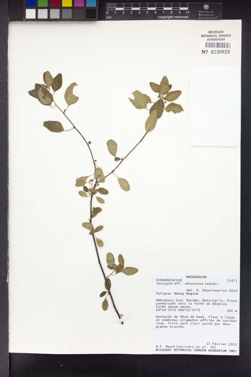 Acalypha decaryana photo 2