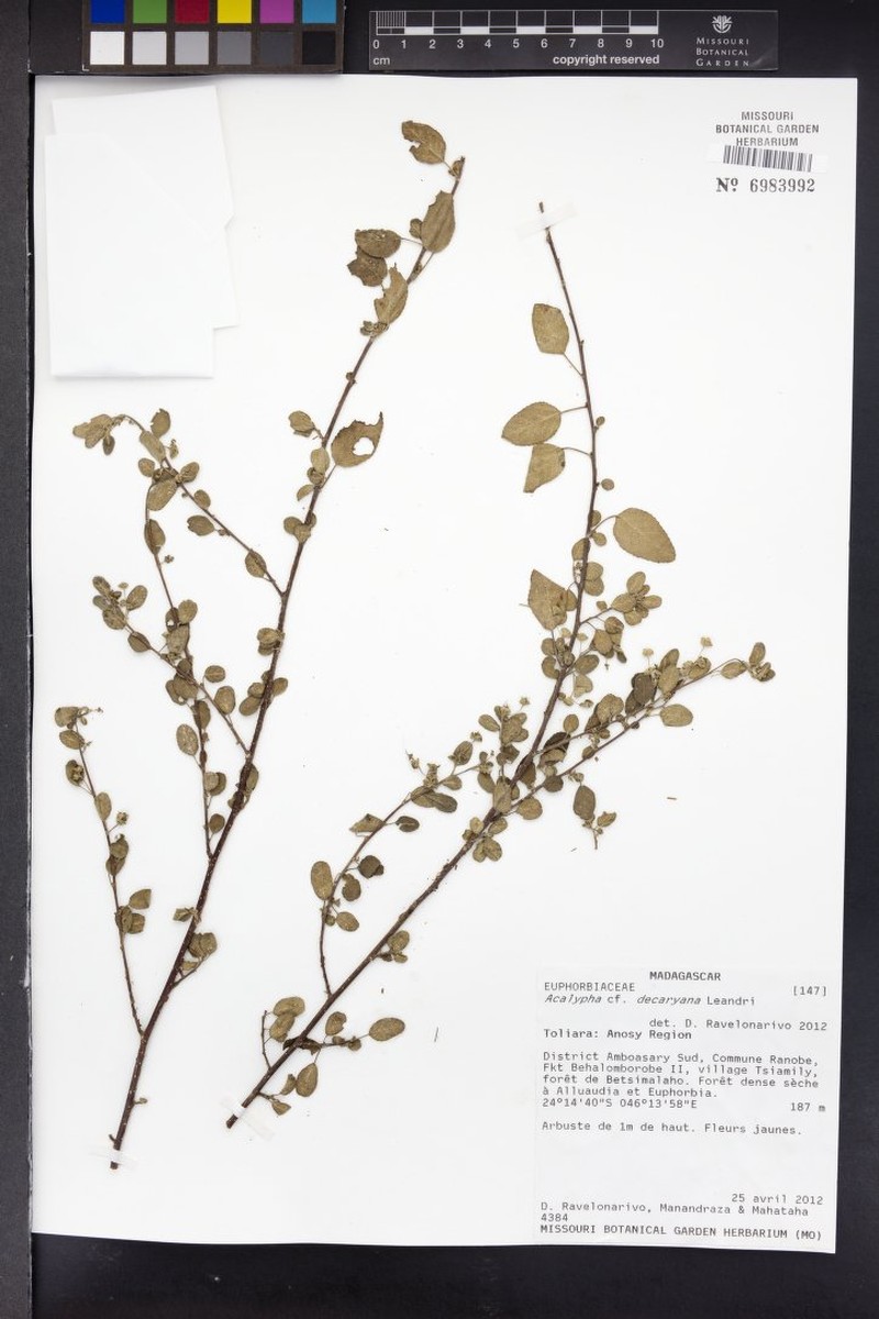 Acalypha decaryana photo 3