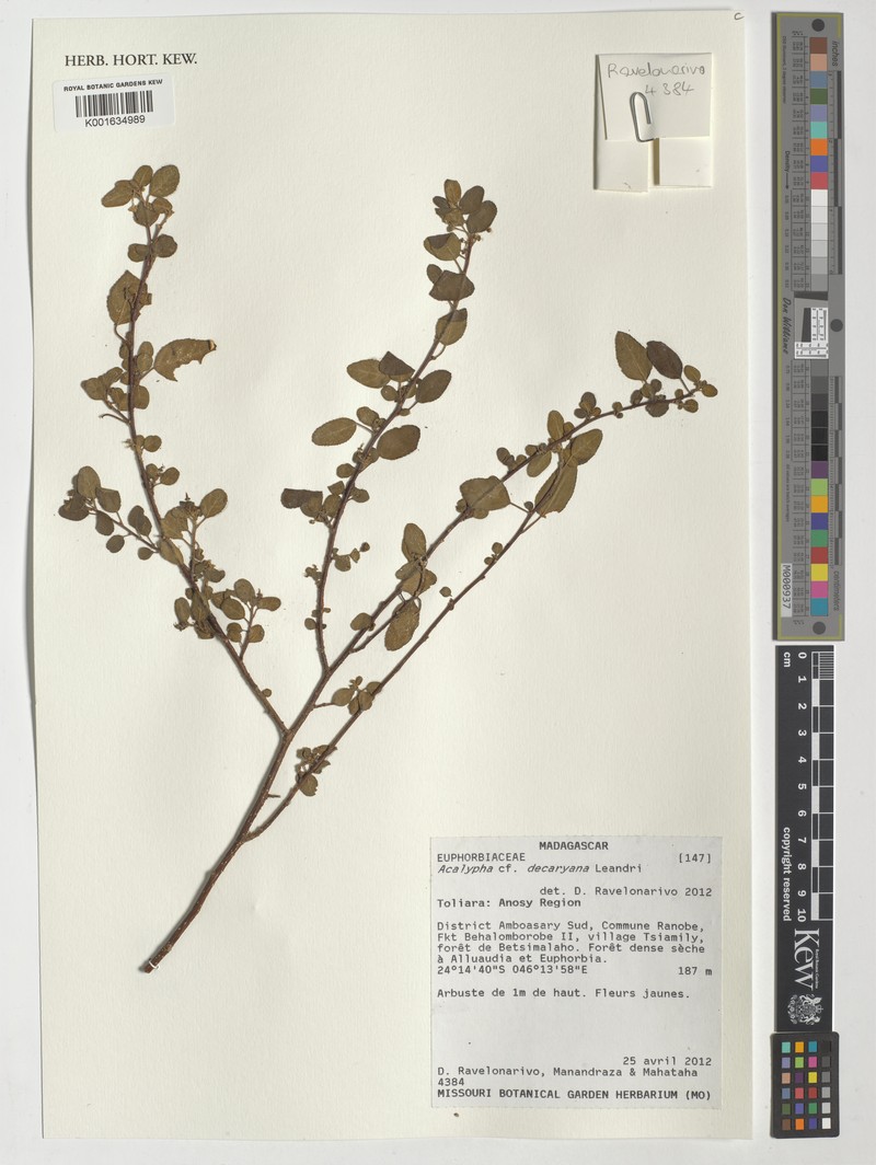 Acalypha decaryana photo 4