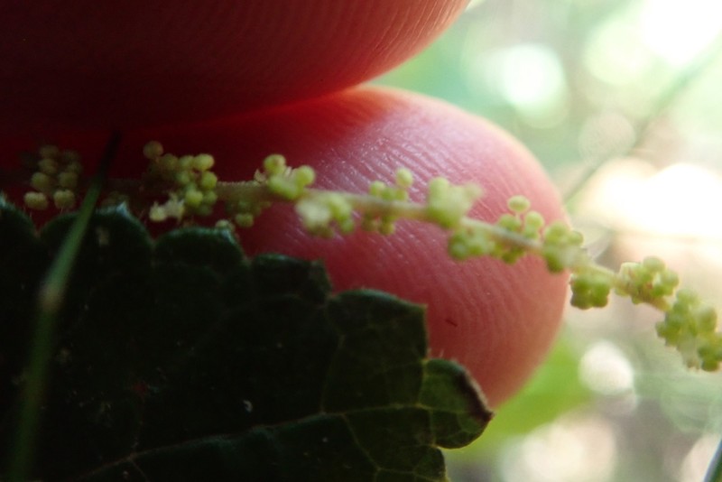 Acalypha decumbens