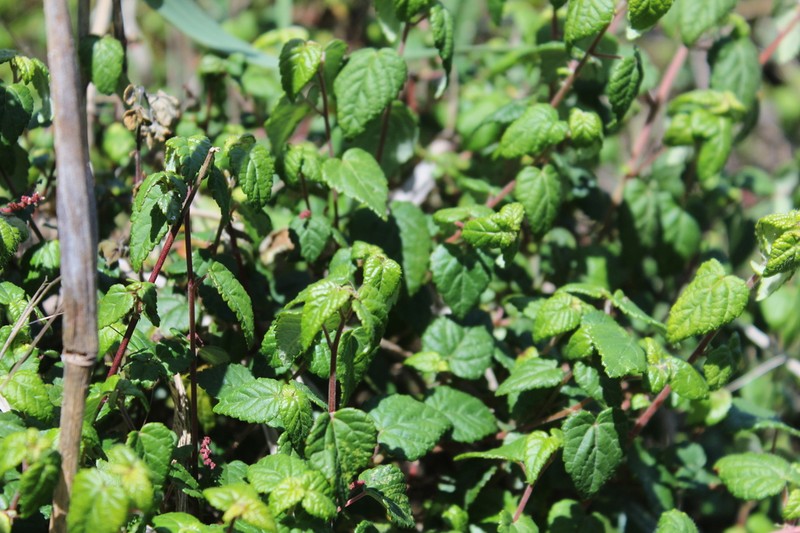 Acalypha decumbens photo 2