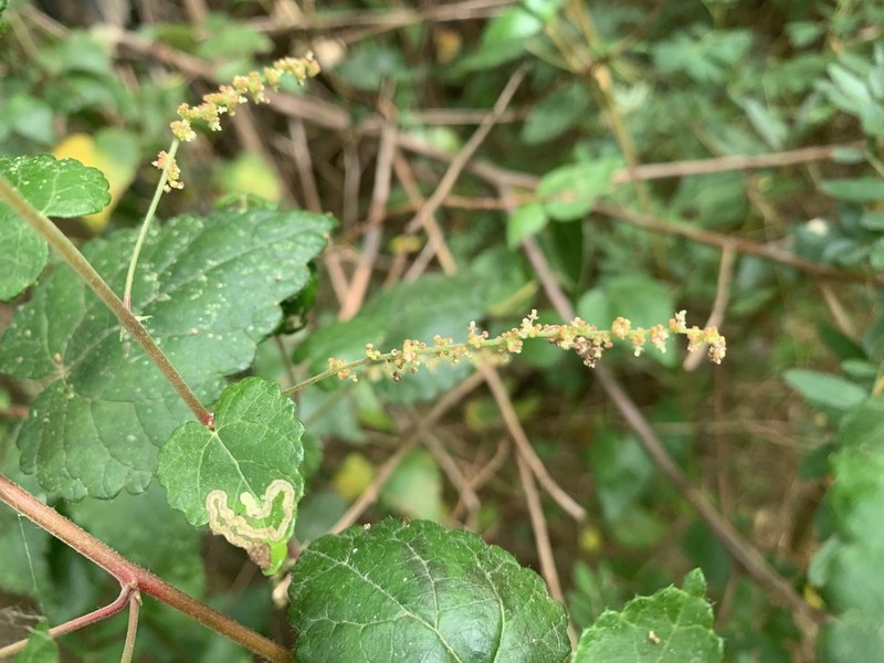 Acalypha decumbens photo 3