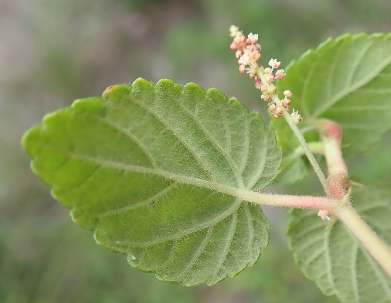 Acalypha decumbens photo 4
