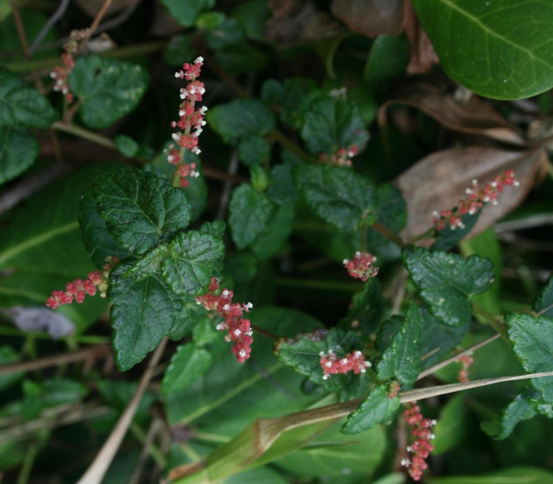 Acalypha decumbens photo 5