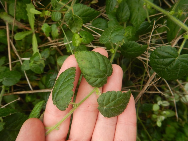 Acalypha decumbens photo 6