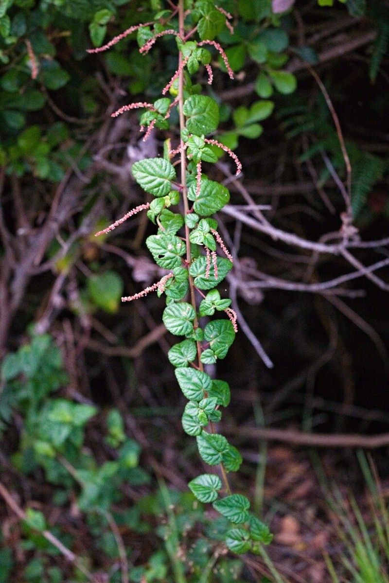 Acalypha decumbens photo 7