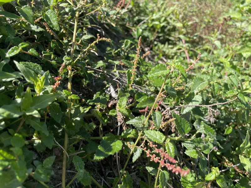 Acalypha decumbens photo 8