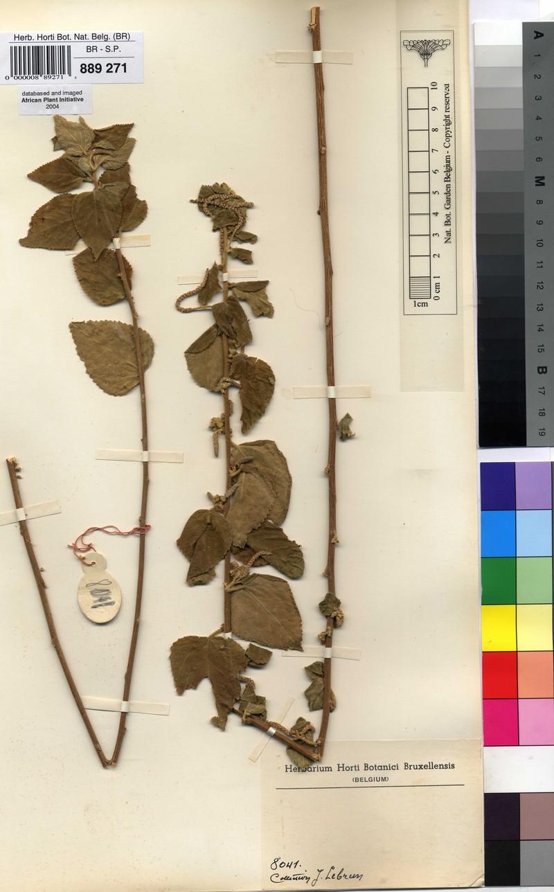 Acalypha deltoidea