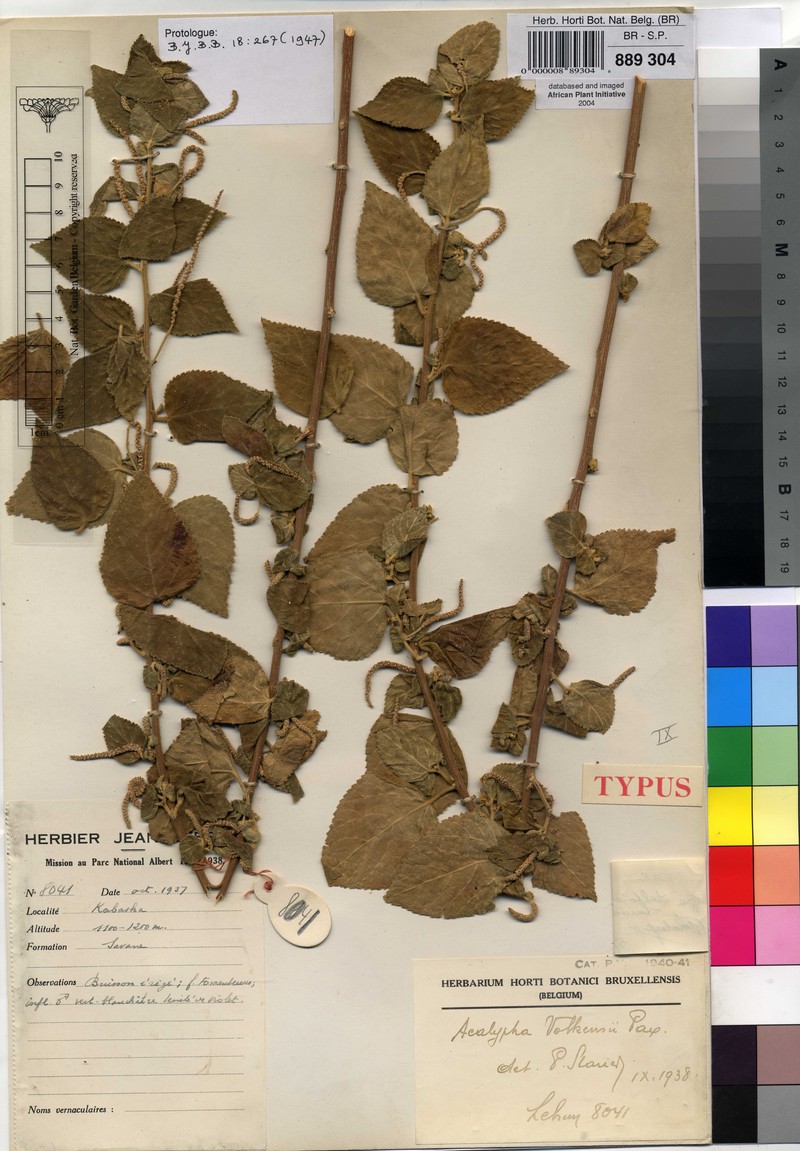 Acalypha deltoidea photo 2