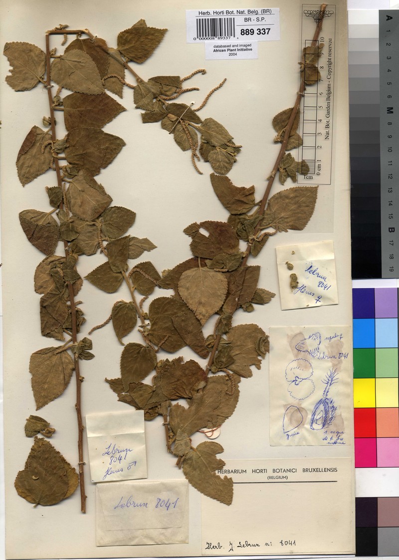 Acalypha deltoidea photo 3