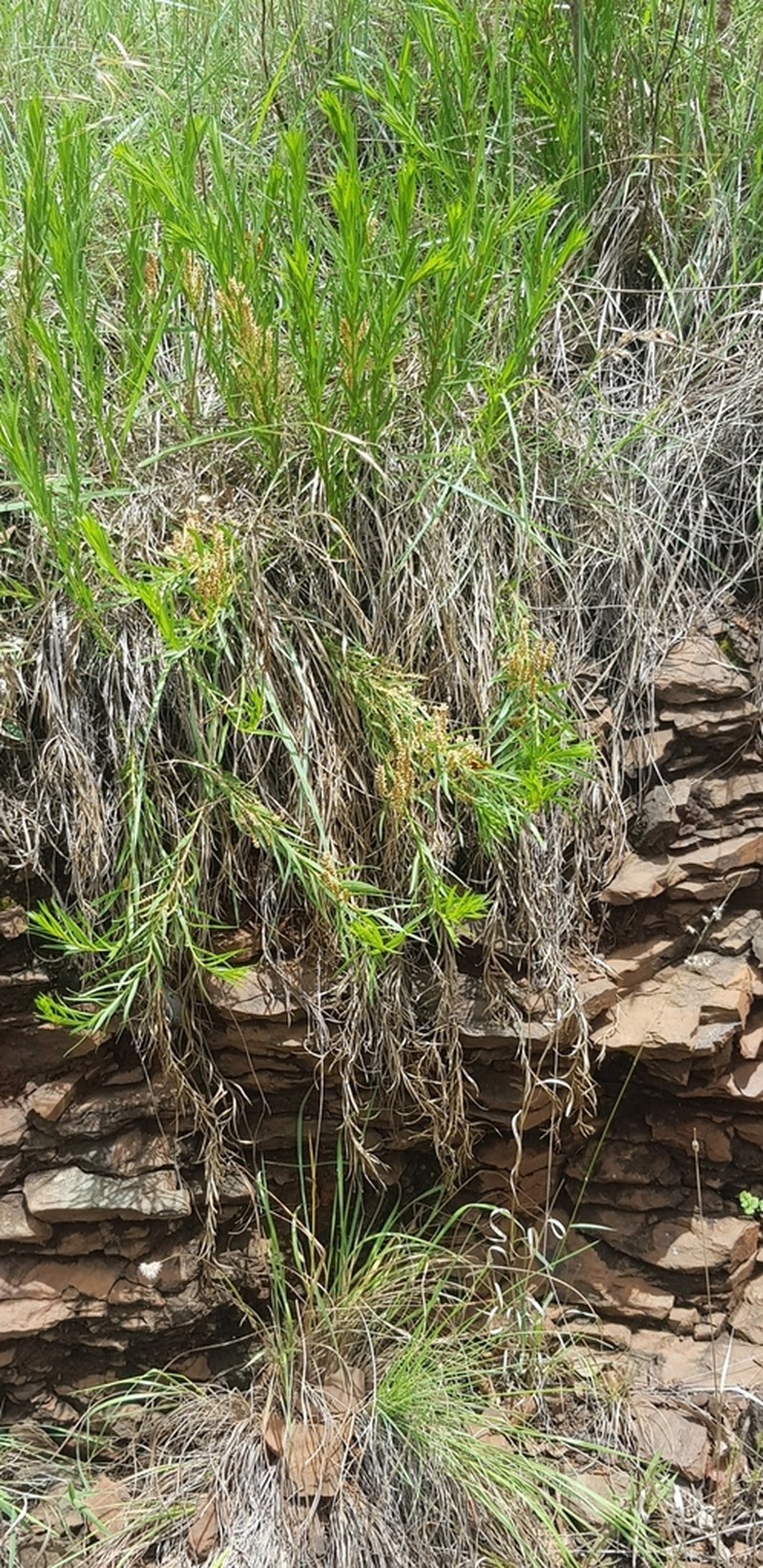 Acalypha depressinervia