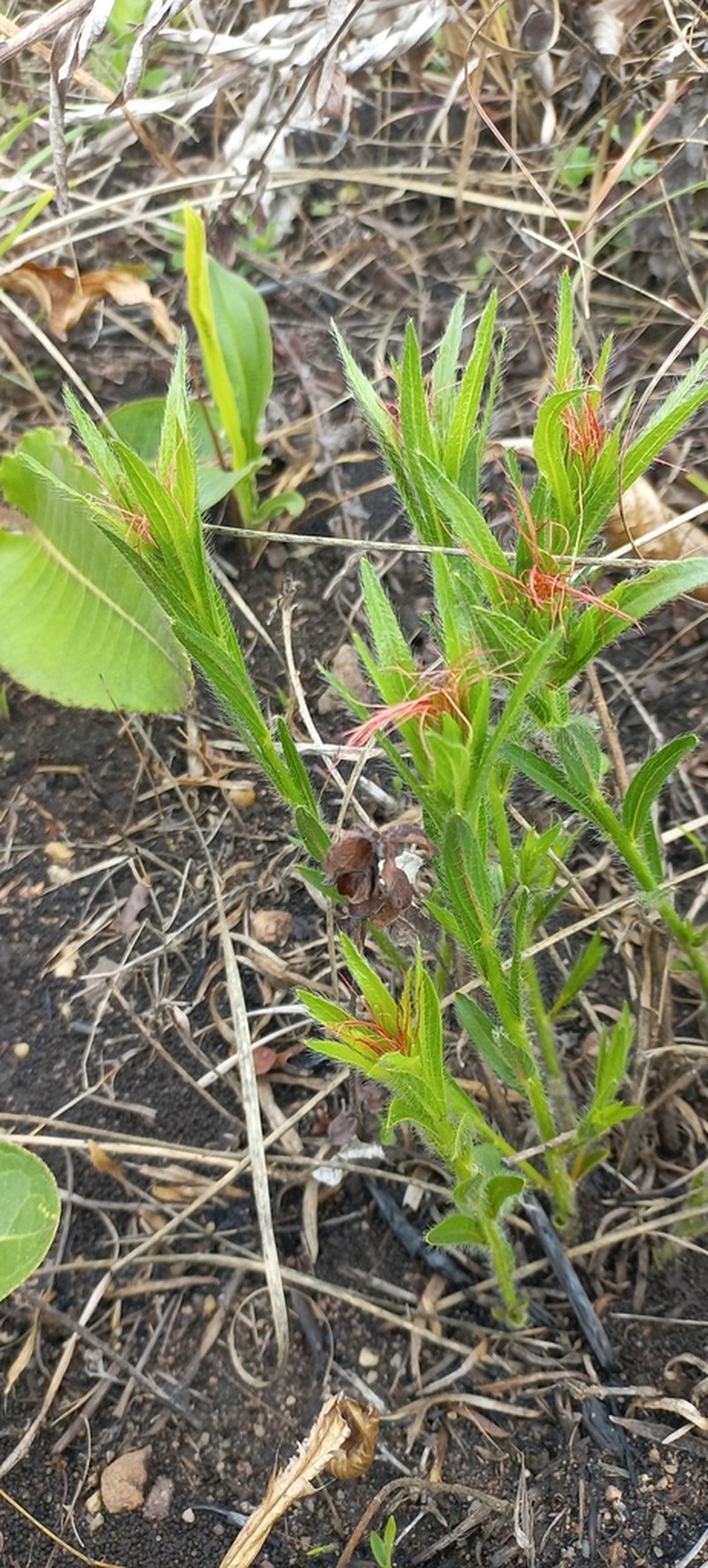 Acalypha depressinervia photo 2